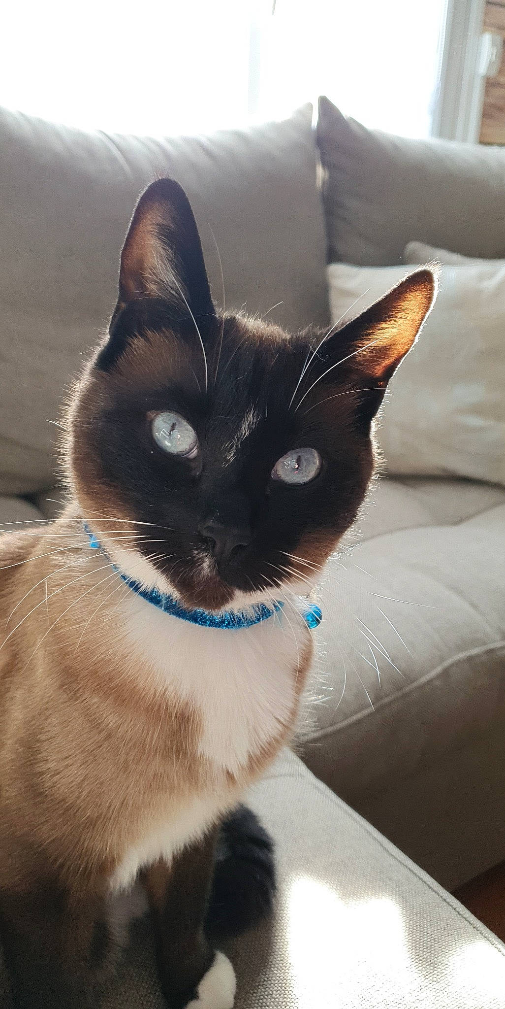 Cacahuète participe au concours pour gagner de l'argent avec cette photo : black_cat, carnivore, cat, collar, comfort, domestic_short_haired_cat, electric_blue, felidae, foot, fur, grey, linens, paw, shadow, sitting, small_to_medium_sized_cats, tail, thai, whiskers, window