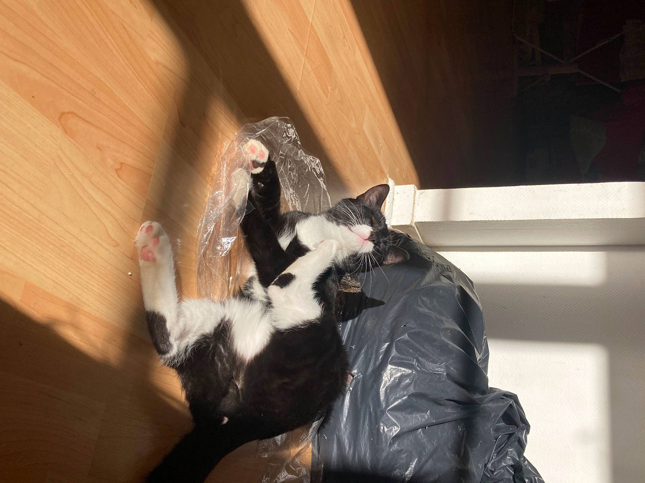 Arko participe au concours pour gagner de l'argent avec cette photo : canidae, carnivore, cat, claw, comfort, companion_dog, dog_breed, felidae, flooring, formal_wear, fur, gesture, hardwood, human_leg, leather_jacket, room, small_to_medium_sized_cats, tail, whiskers, wood