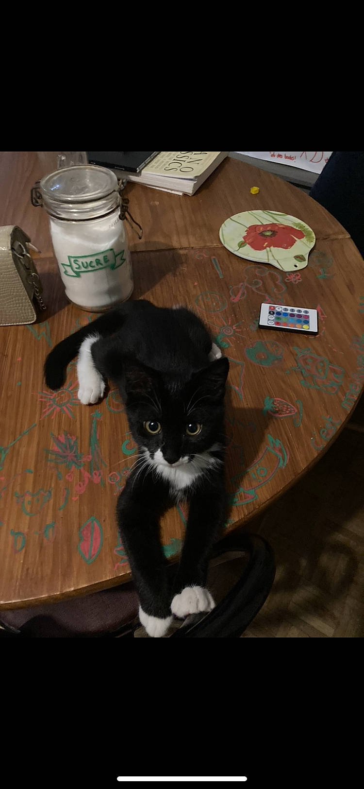 Arko participe au concours pour gagner de l'argent avec cette photo : box, carnivore, cat, cat_supply, circle, domestic_short_haired_cat, felidae, flooring, fur, hardwood, plate, room, serveware, small_to_medium_sized_cats, table, tableware, tail, whiskers, wood