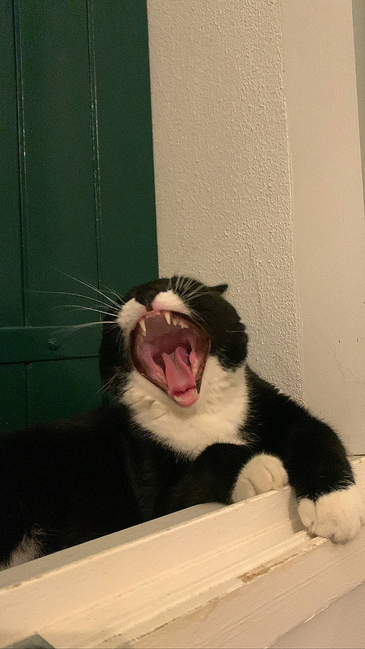 Arko a rejoint le concours — aidez-le/la à gagner de superbes lots ! carnivore, claw, dog_breed, domestic_short_haired_cat, fang, felidae, fur, jaw, pet_supply, shout, small_to_medium_sized_cats, snout, tail, terrestrial_animal, tooth, whiskers, window, yawn