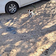 Bunny Abby is registered to the contest to win money with this photo: animal, daylight, dirt, dog, fence, gravel, ground, leash, nature, outdoor, parked_car, pet, quiet, shadow, sitting, small_dog, sunlight, vehicle, wheel, white_car
