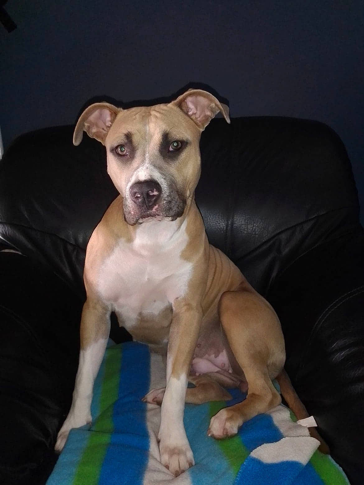 Kina participe au concours pour gagner de l'argent avec cette photo : canidae, carnivore, chair, collar, comfort, companion_dog, couch, dog, dog_breed, dog_clothes, dog_collar, dog_supply, fawn, pet_supply, sighthound, snout, sporting_group, toy_dog, whiskers, working_animal