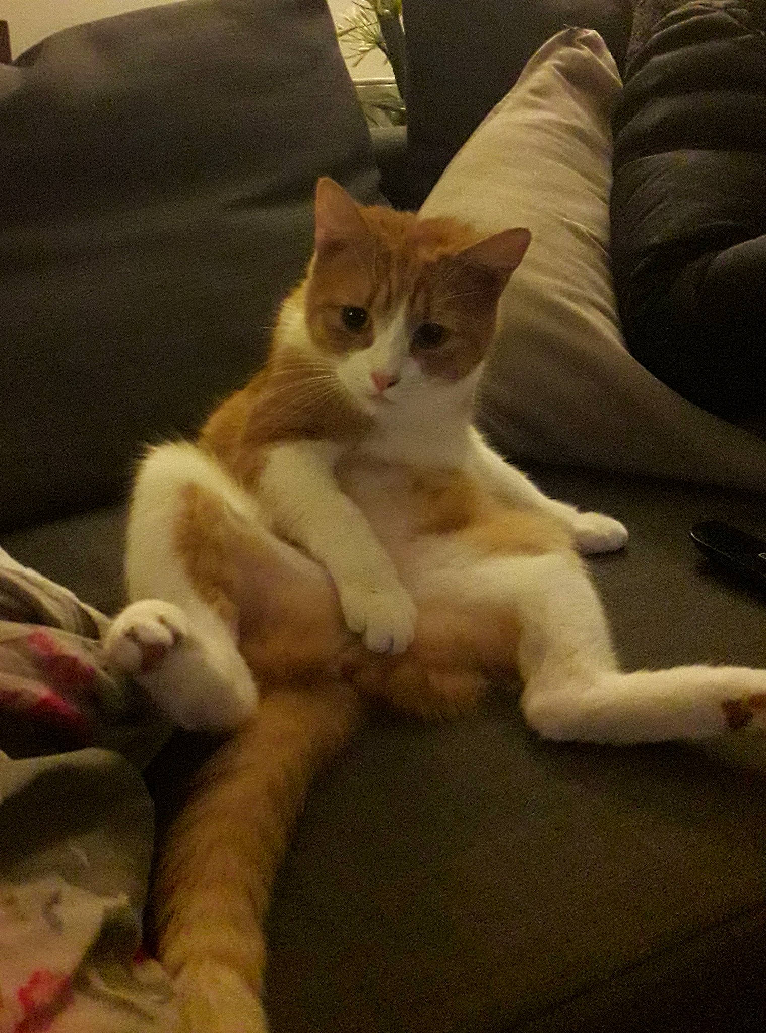 Omaley participe au concours pour gagner de l'argent avec cette photo : bed, bedding, carnivore, cat, comfort, couch, domestic_short_haired_cat, fawn, felidae, fur, hardwood, human_leg, linens, paw, pillow, small_to_medium_sized_cats, snout, tail, whiskers, wood