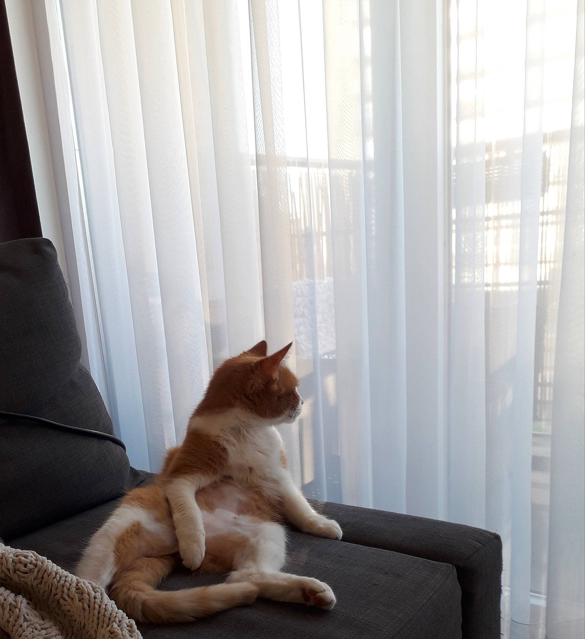 Omaley a rejoint le concours — aidez-le/la à gagner de superbes lots ! carnivore, cat, comfort, companion_dog, couch, fawn, felidae, floor, flooring, furniture, hardwood, interior_design, line, small_to_medium_sized_cats, tail, whiskers, window, window_blind, window_treatment, wood