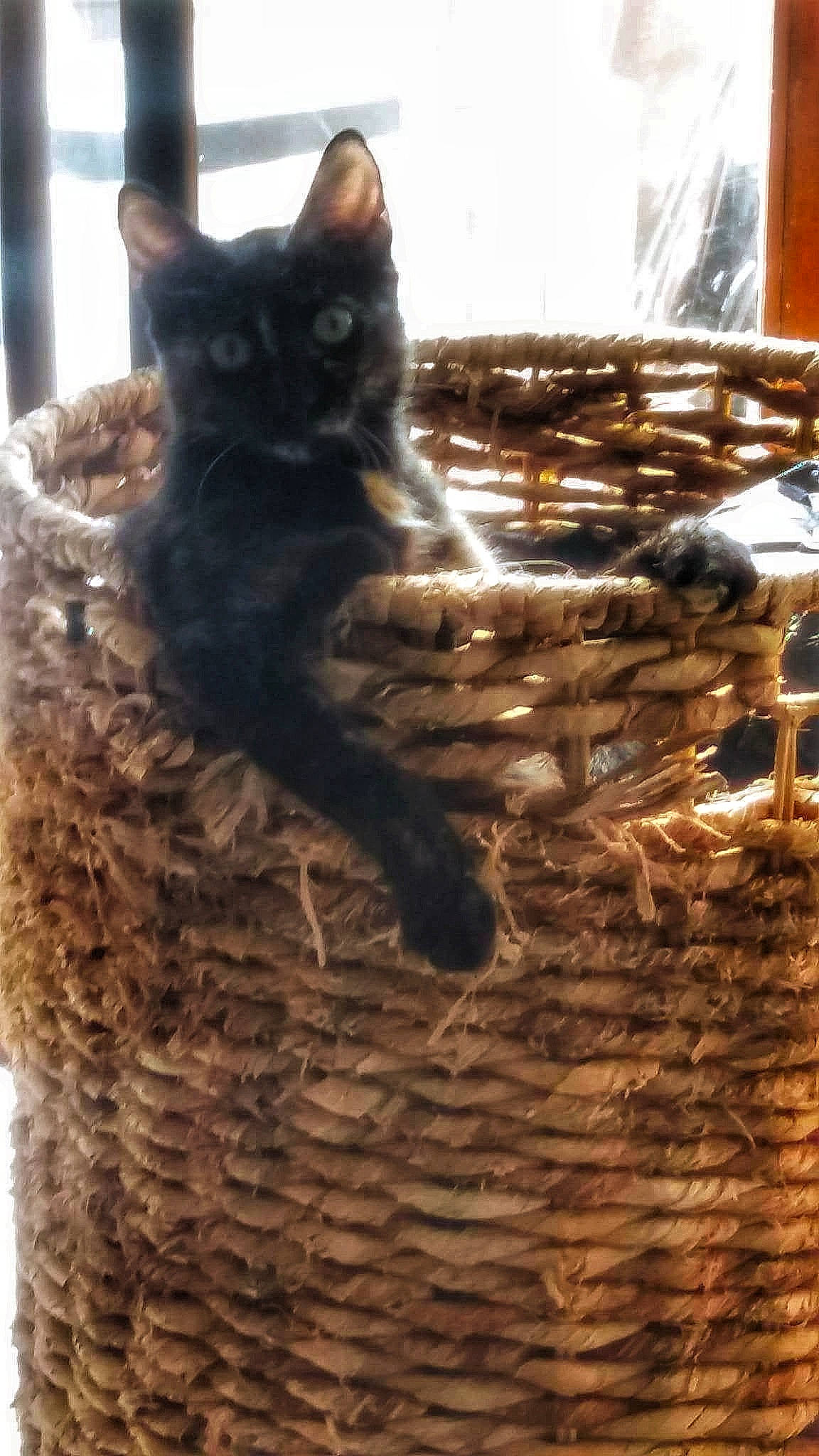 Gimini participe au concours pour gagner de l'argent avec cette photo : basket, black_cat, bombay, carnivore, cat, cat_supply, claw, domestic_short_haired_cat, felidae, fur, metal, paw, small_to_medium_sized_cats, snout, tail, terrestrial_animal, tree, whiskers, wicker, wood