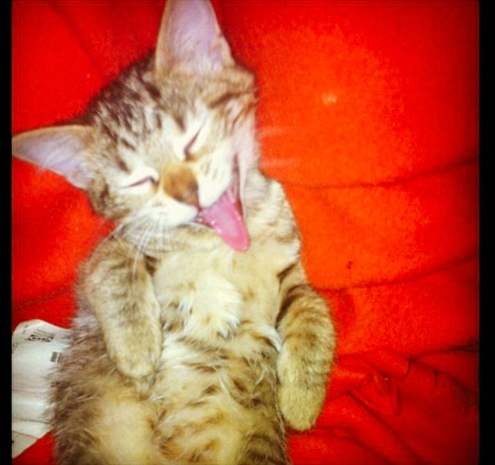 Ginger a rejoint le concours — aidez-le/la à gagner de superbes lots ! carnivore, cat, claw, comfort, domestic_short_haired_cat, ear, fawn, felidae, foot, fur, nap, paw, photo_caption, rectangle, sleep, small_to_medium_sized_cats, snout, tail, tints_and_shades, whiskers