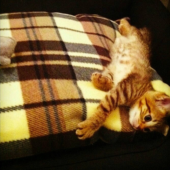 Ginger a rejoint le concours — aidez-le/la à gagner de superbes lots ! bed, carnivore, cat, comfort, couch, domestic_short_haired_cat, fawn, felidae, fur, linens, mammal, paw, plaid, small_to_medium_sized_cats, tail, tartan, textile, vertebrate, whiskers, wood