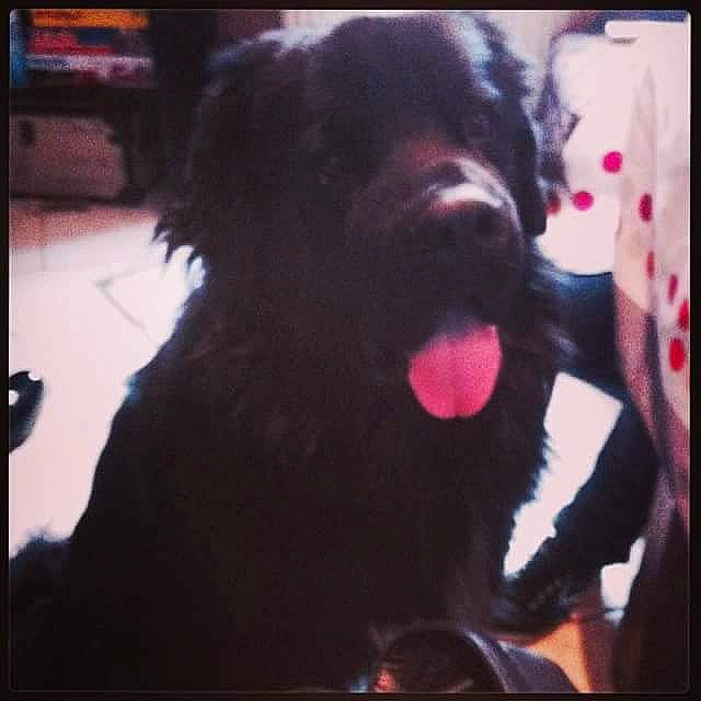 Bandit participe au concours pour gagner de l'argent avec cette photo : borador, canidae, carnivore, companion_dog, dog, dog_breed, fang, foot, fur, giant_dog_breed, love, magenta, non_sporting_group, snout, sporting_group, square, working_animal, working_dog