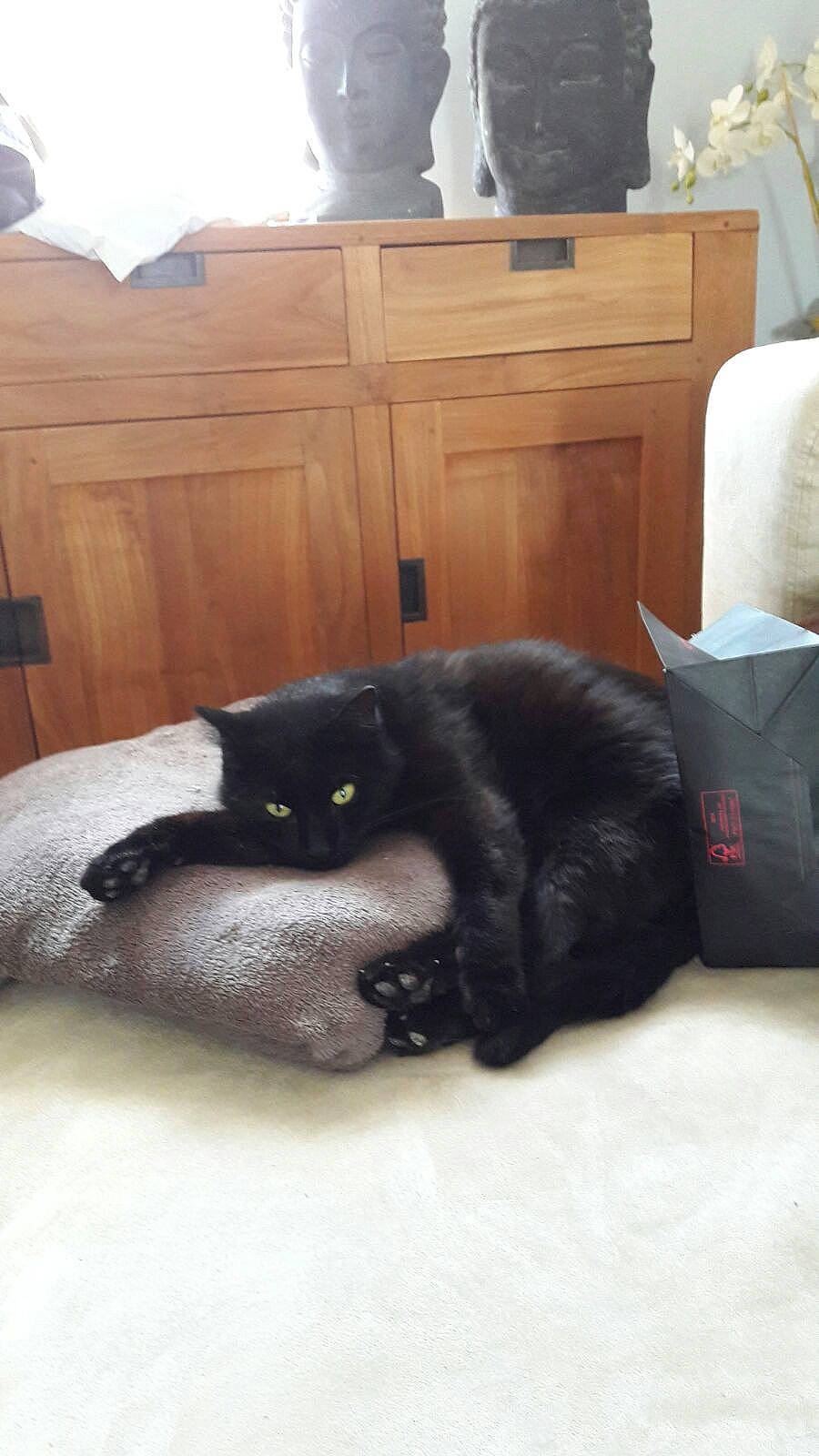 Figaro a rejoint le concours — aidez-le/la à gagner de superbes lots ! black_cat, bombay, cabinetry, carnivore, cat, comfort, domestic_short_haired_cat, drawer, felidae, floor, grey, hardwood, linens, plant, room, small_to_medium_sized_cats, snout, tail, whiskers, wood