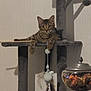 Aïko participe au concours pour gagner de l'argent avec cette photo : animal, cat, cat_tree, cozy, dangling, decor, furniture, household, indoor, jar, paw, pet, playful, potpourri, relaxed, resting, striped, tabby_cat, table, toy
