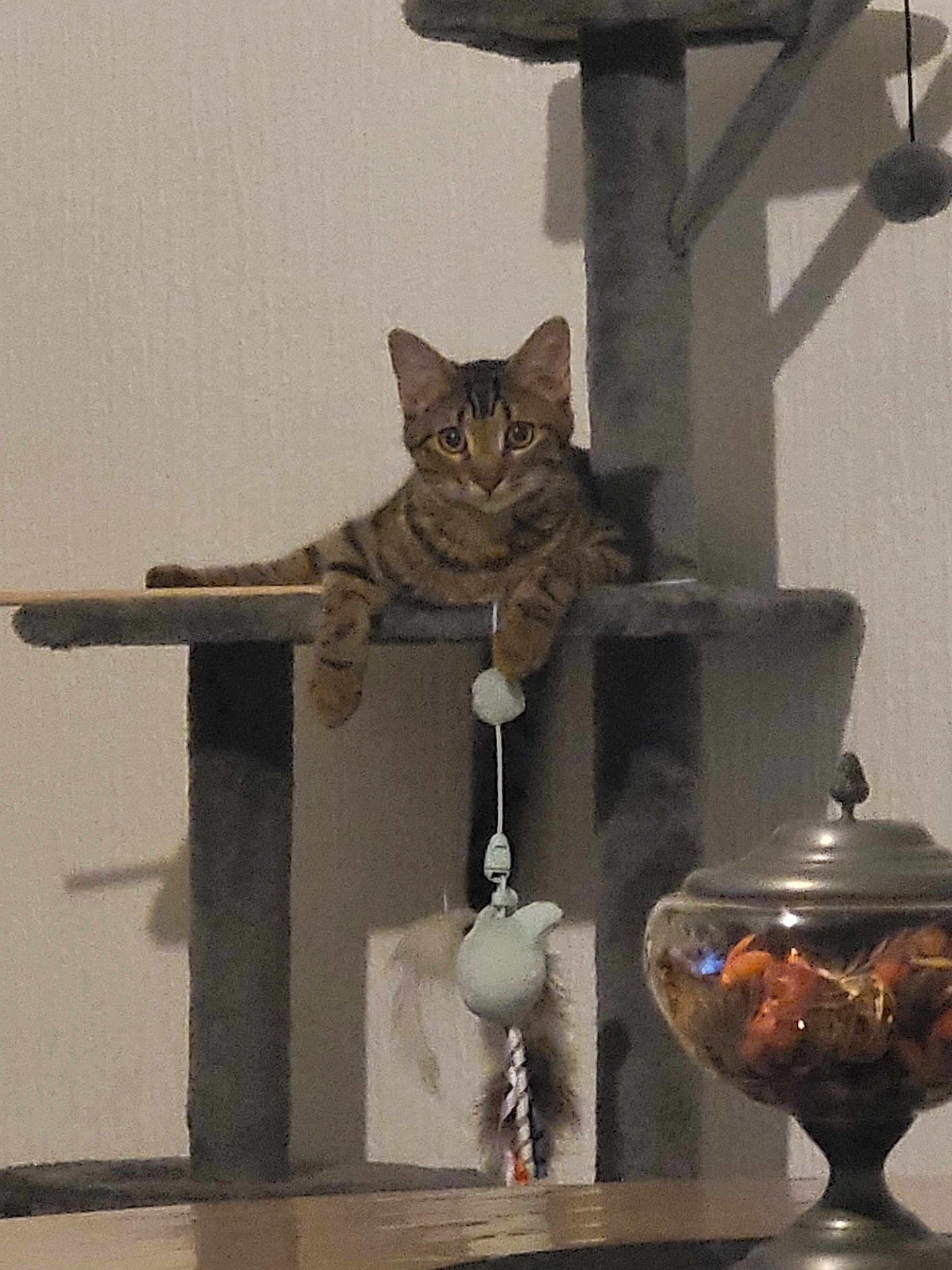 Aïko
