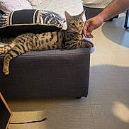 Aïko participe au concours pour gagner de l'argent avec cette photo : armrest, cat, couch, cozy, domestic_animal, floor, furniture, hand, home, indoor, interaction, living_room, person, petting, pillow, relaxed, resting, striped_fur, tabby_cat, tile_floor