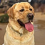 dog, golden_retriever, labrador, tongue_out, wet_fur, outdoor, pet, animal, happy, canine, portrait, close_up, fur, collar, nature, blurred_background, friendly, mammal, sitting, companion