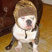 Boogie joined the competition — help win amazing prizes! dog, bulldog, pet, hat, winter_hat, indoor, tile_floor, leather_sofa, sitting, paws, muzzle, wrinkled_face, white_fur, brown_fur, portrait, flash_glare, green_eye_reflection, grumpy_expression, accessory, collar