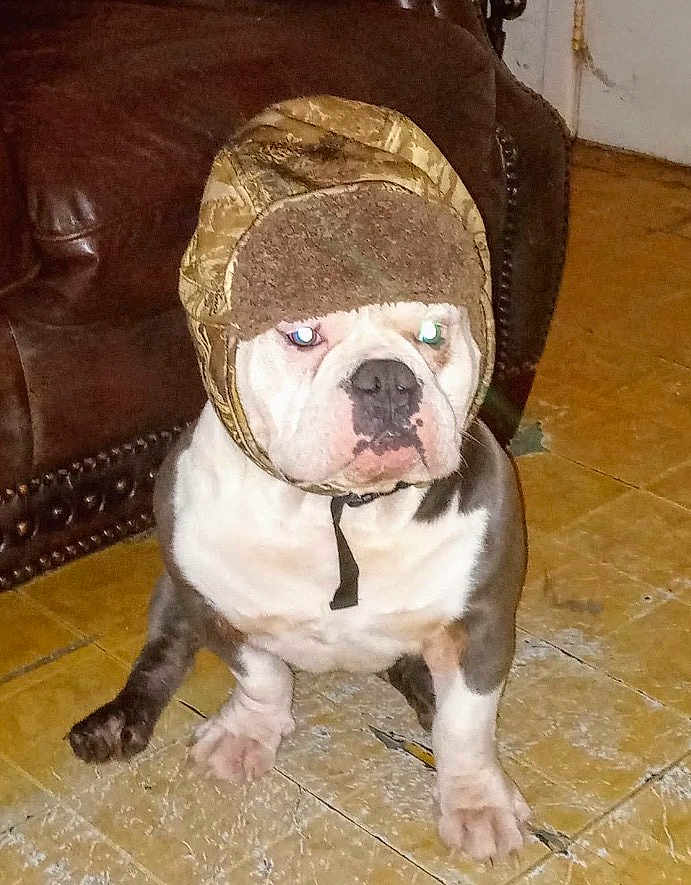 Boogie joined the competition — help win amazing prizes! dog, bulldog, pet, hat, winter_hat, indoor, tile_floor, leather_sofa, sitting, paws, muzzle, wrinkled_face, white_fur, brown_fur, portrait, flash_glare, green_eye_reflection, grumpy_expression, accessory, collar