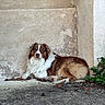 dog, brown, white, fluffy, lying_down, outdoor, wall, leaves, plants, corner, relaxed, pet, canine, fur, nature, urban, sidewalk, texture, resting, animal