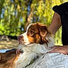 Archi a rejoint le concours — aidez-le/la à gagner de superbes lots ! dog, brown_and_white, outdoor, nature, person, lap, fur, pet, relaxing, calm, sunlight, trees, greenery, summer, portrait, canine, animal, companion, closeup, blurred_background