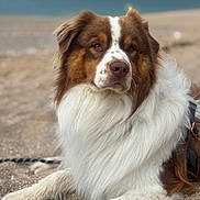 Archi participe au concours pour gagner de l'argent avec cette photo : animal, australian_shepherd, beach, brown, calm, canine, daytime, dog, fluffy, fur, lying_down, nature, outdoor, pet, portrait, relaxed, sand, sea, water, white