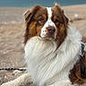 dog, australian_shepherd, beach, sand, fur, outdoor, nature, sea, water, animal, pet, canine, relaxed, lying_down, daytime, portrait, fluffy, brown, white, calm