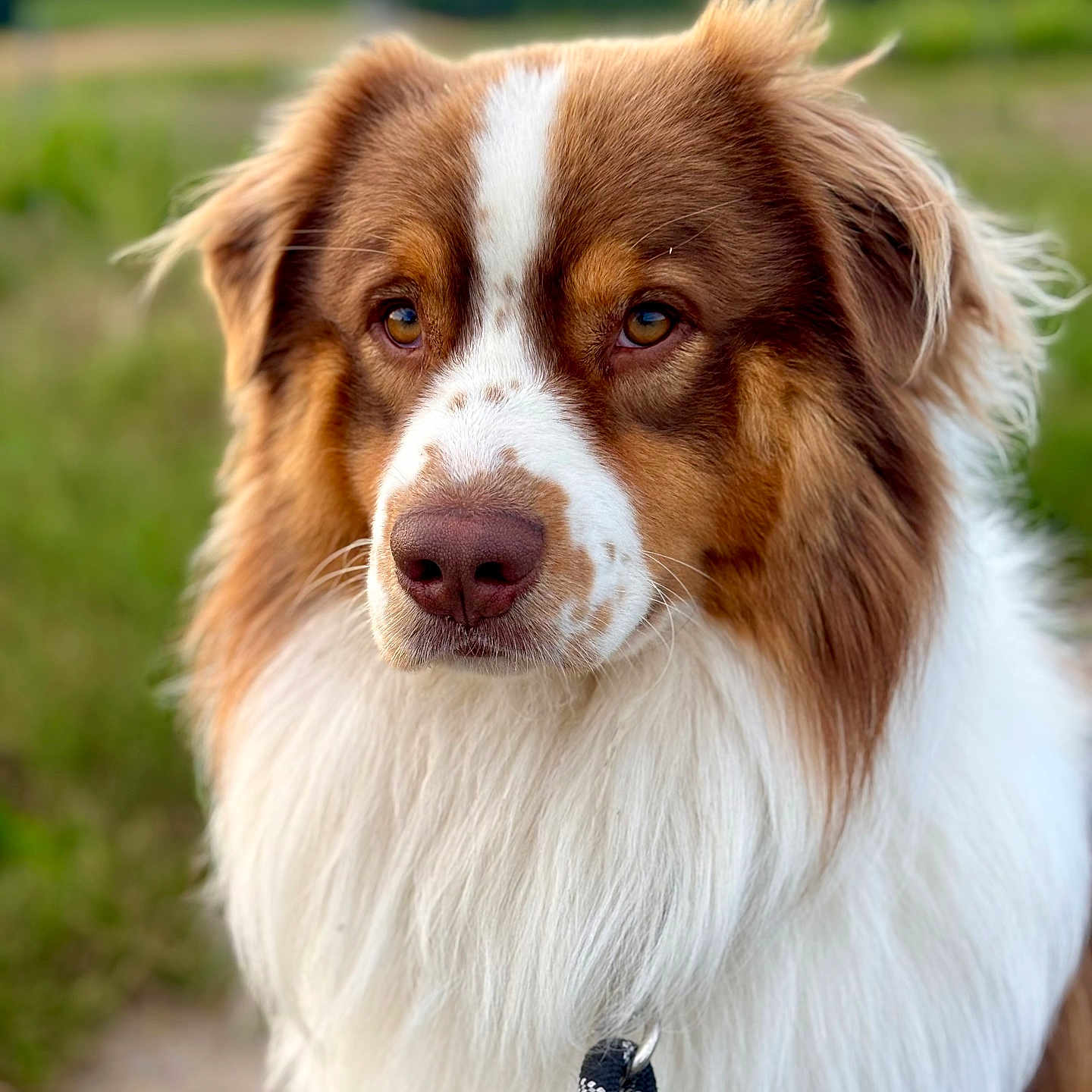 Archi a rejoint le concours — aidez-le/la à gagner de superbes lots ! dog, australian_shepherd, outdoor, pet, animal, fur, brown, white, fluffy, portrait, closeup, nature, grass, leash, canine, muzzle, ears, eyes, head, beautiful