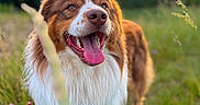 Archi a rejoint le concours — aidez-le/la à gagner de superbes lots ! animal, blurred_background, brown, canine, closeup, dog, field, fluffy, grass, greenery, happy, nature, outdoor, pet, portrait, summer, sunlight, sunset, tongue_out, white