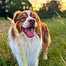 Archi a rejoint le concours — aidez-le/la à gagner de superbes lots ! dog, grass, outdoor, sunset, nature, happy, tongue_out, closeup, field, canine, fluffy, brown, white, pet, summer, greenery, animal, portrait, sunlight, blurred_background