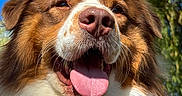 Archi a rejoint le concours — aidez-le/la à gagner de superbes lots ! dog, close_up, tongue_out, fluffy, happy, outdoor, nature, sunlight, blue_sky, green_leaves, pet, canine, portrait, friendly, smiling, fur, animal, muzzle, ears, whiskers