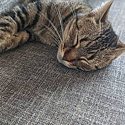Rocket a rejoint le concours — aidez-le/la à gagner de superbes lots ! cat, tabby, sleeping, napping, couch, gray, furniture, indoor, pet, whiskers, fur, relaxation, cozy, domestic, animal, resting, soft, closeup, texture, comfortable