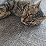 animal, cat, closeup, comfortable, couch, cozy, domestic, fur, furniture, gray, indoor, napping, pet, relaxation, resting, sleeping, soft, tabby, texture, whiskers