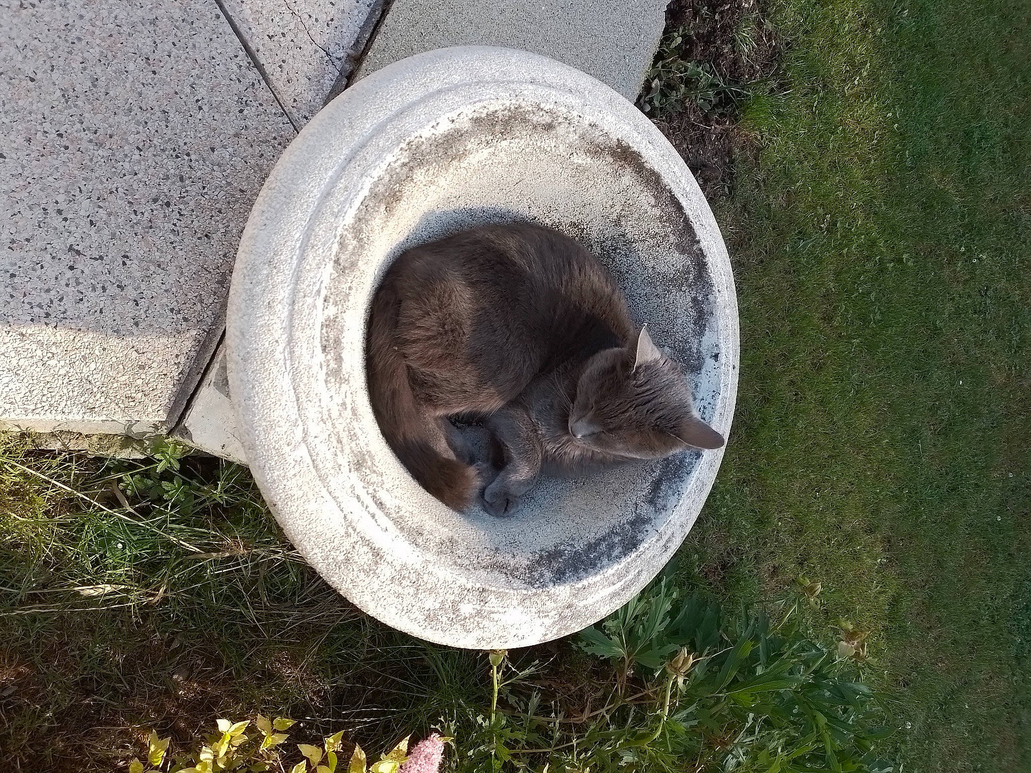 Lili participe au concours pour gagner de l'argent avec cette photo : auto_part, automotive_tire, automotive_wheel_system, circle, concrete, grass, groundcover, hubcap, plant, rim, snout, soil, synthetic_rubber, terrestrial_animal, tire, tire_care, tread, wheel, wildlife, wood