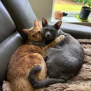 Edward And Ragnar is registered to the contest to win money with this photo: animal, cat, cats, chair, cozy, cuddle, curious, cute, embrace, feline, fur, ginger_cat, gray_cat, hippo_figurine, indoor, pets, plant, resting, tail, window