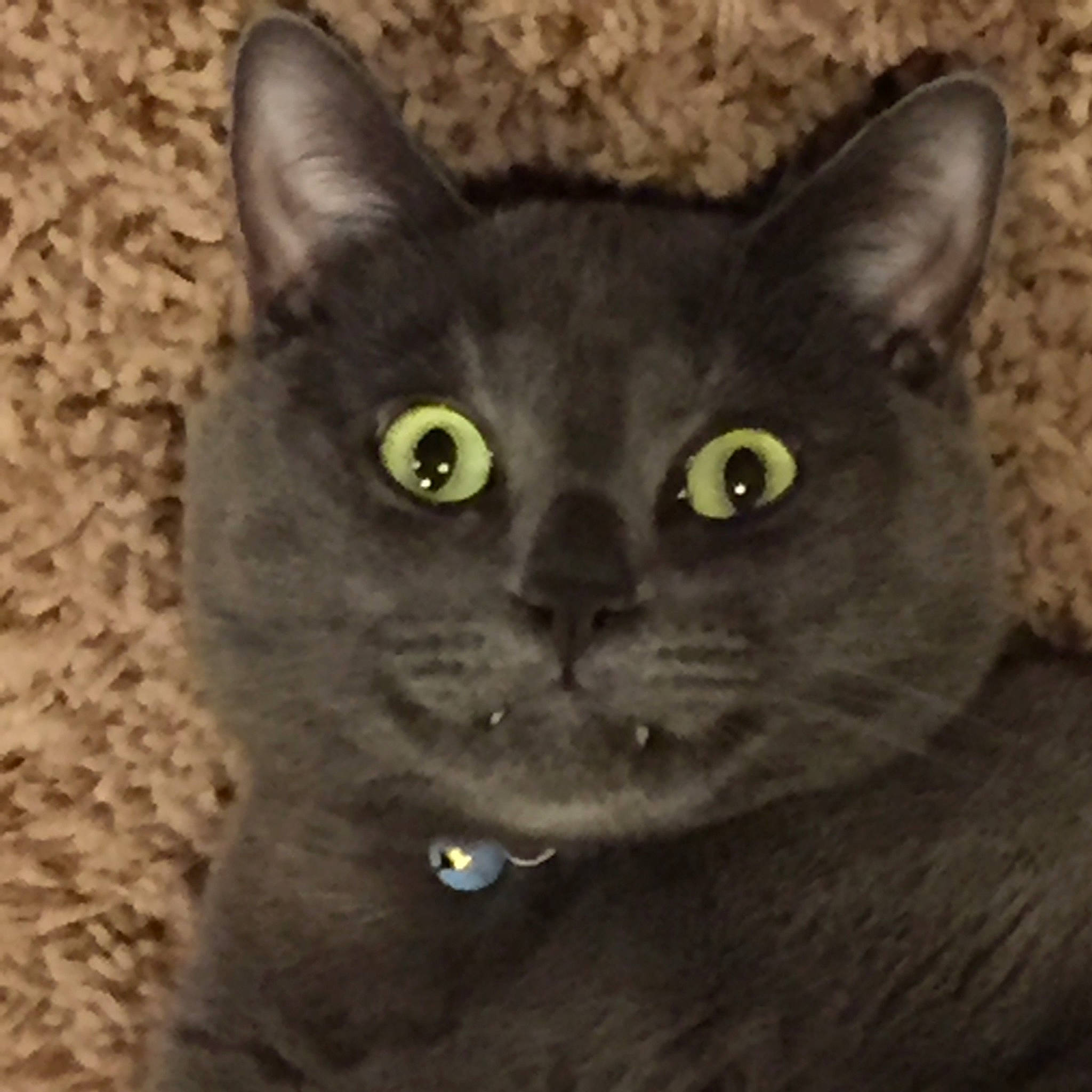 Chiro is registered to the contest to win money with this photo: carnivore, cat, close_up, domestic_short_haired_cat, electric_blue, felidae, fur, grey, russian_blue, small_to_medium_sized_cats, snout, terrestrial_animal, whiskers