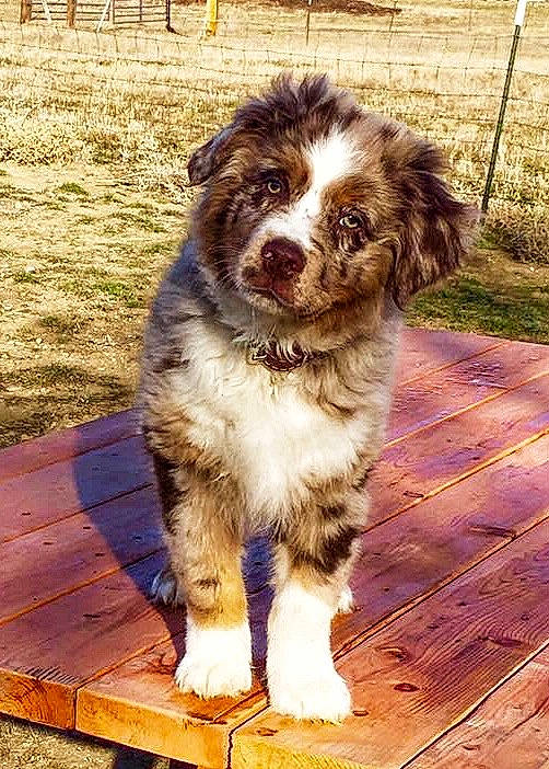 Dillon joined the competition — help win amazing prizes! australian_collie, australian_shepherd, canidae, carnivore, companion_dog, dog, dog_breed, herding_dog, mammal, miniature_australian_shepherd, puppy, rare_breed_dog, sporting_group, vertebrate, working_dog