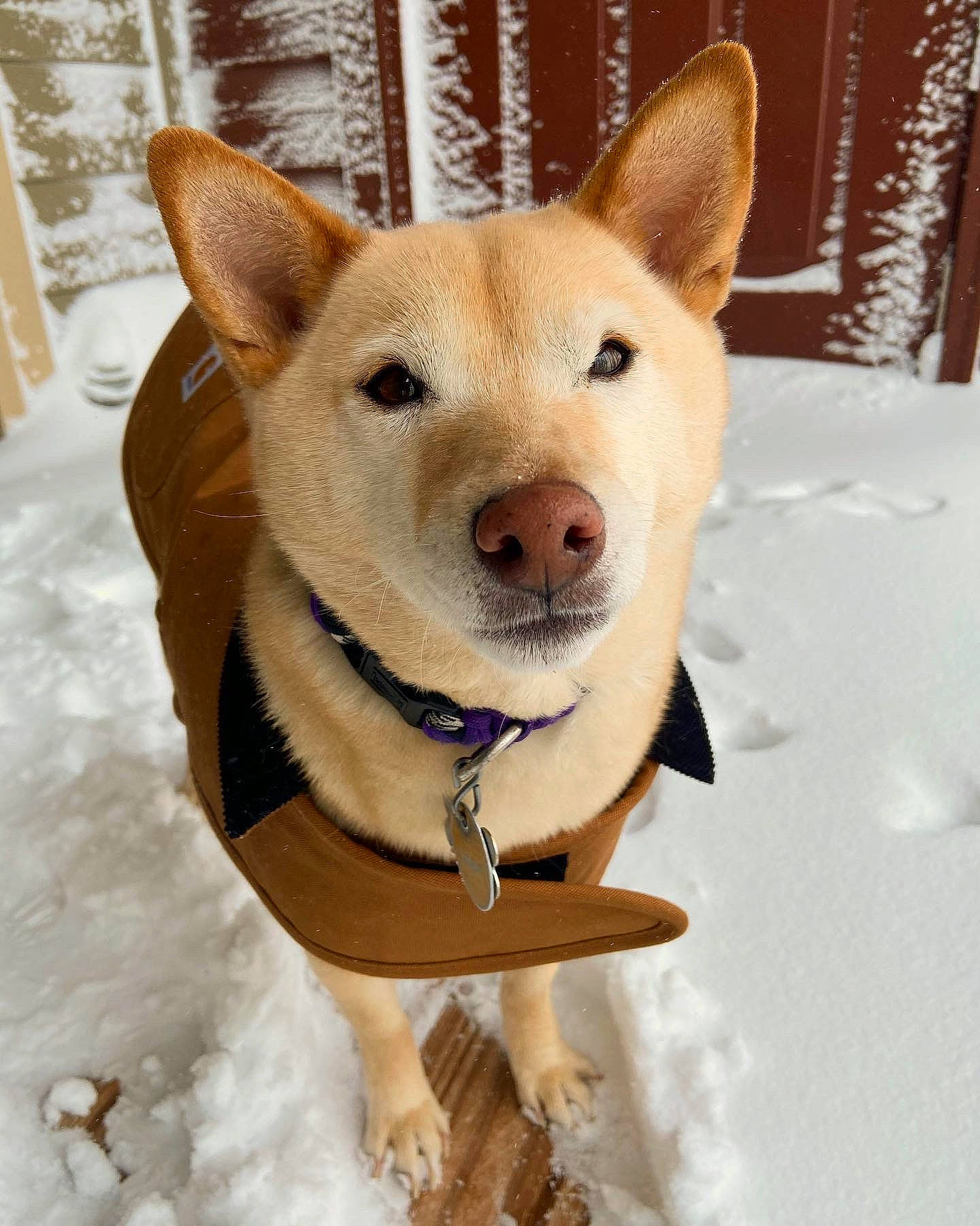 Peaches is registered to the contest to win money with this photo: carnivore, collar, companion_dog, dog, dog_breed, dog_clothes, dog_collar, dog_supply, fawn, freezing, fur, leash, pet_supply, snout, snow, tail, terrestrial_animal, whiskers, winter, working_animal