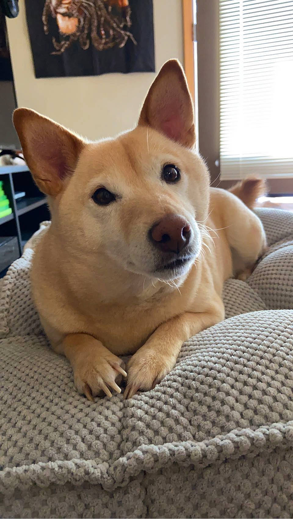 Peaches is registered to the contest to win money with this photo: canidae, carnivore, comfort, companion_dog, dog, dog_breed, fawn, flooring, fur, non_sporting_group, snout, sporting_group, tail, terrestrial_animal, whiskers, window, window_blind, window_covering, wood, working_animal