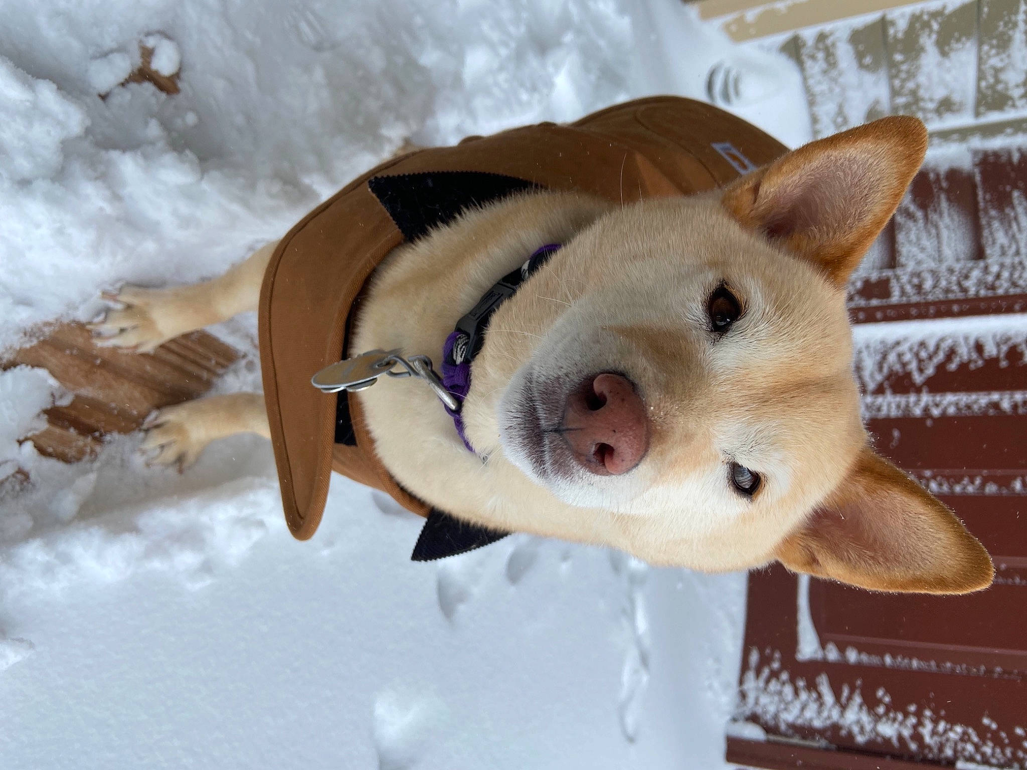 Peaches is registered to the contest to win money with this photo: carnivore, companion_dog, dog, dog_breed, ear, fawn, fur, mammal, plush, snout, snow, sporting_group, stuffed_toy, tail, terrestrial_animal, toy, vertebrate, whiskers, winter, working_animal