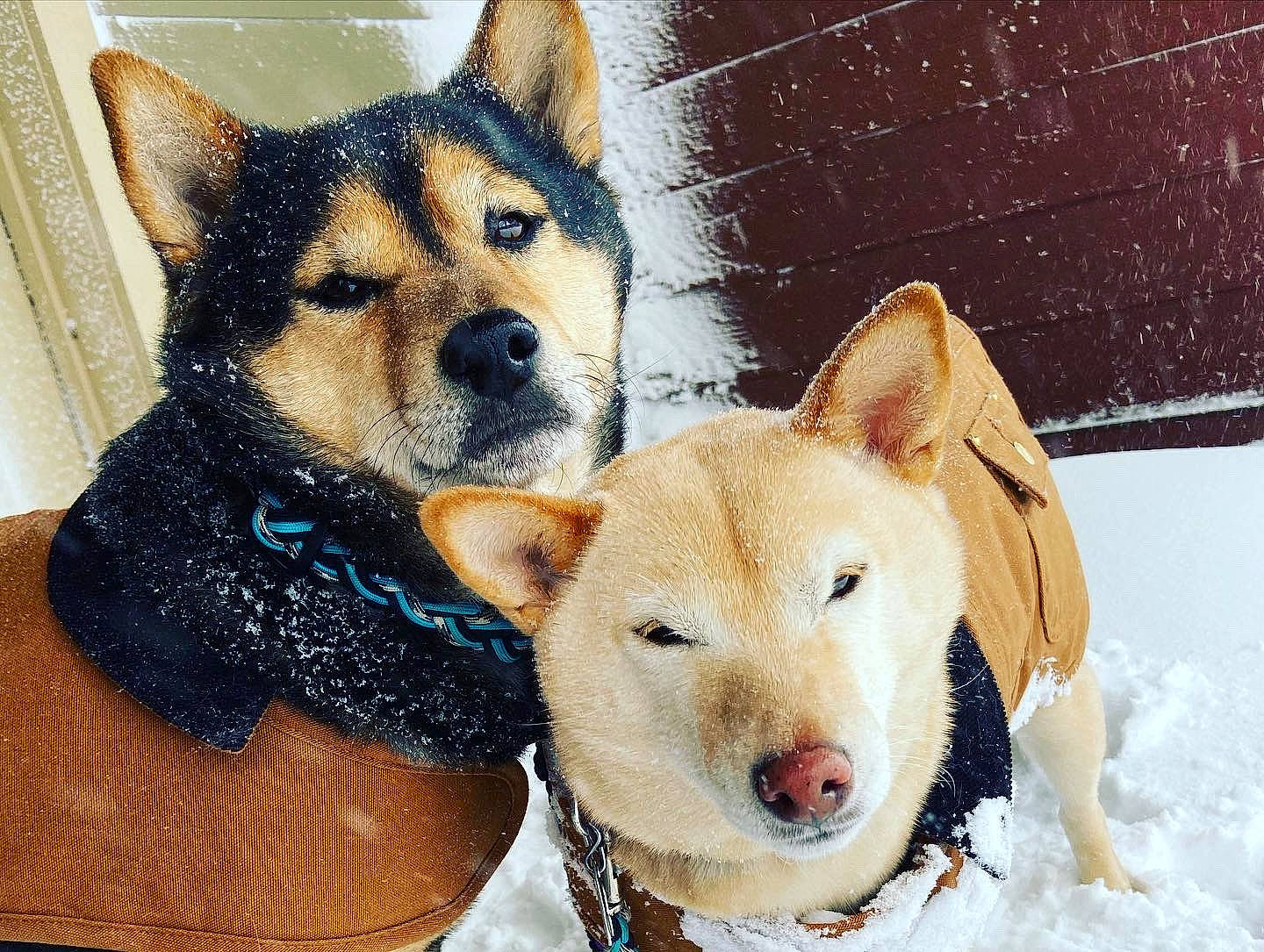 Peaches is registered to the contest to win money with this photo: art, canidae, carnivore, collar, companion_dog, dog, dog_breed, dog_supply, fawn, fur, herding_dog, mammal, pet_supply, playing_in_the_snow, snout, snow, sporting_group, whiskers, winter, working_animal