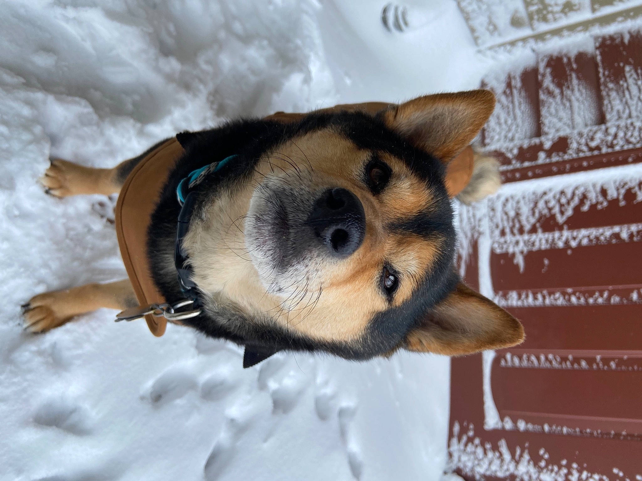 Smokey joined the competition — help win amazing prizes! canidae, carnivore, collar, companion_dog, dog, dog_breed, fawn, foot, fur, paw, pet_supply, snout, snow, sporting_group, terrestrial_animal, vertebrate, whiskers, wildlife, winter, working_animal