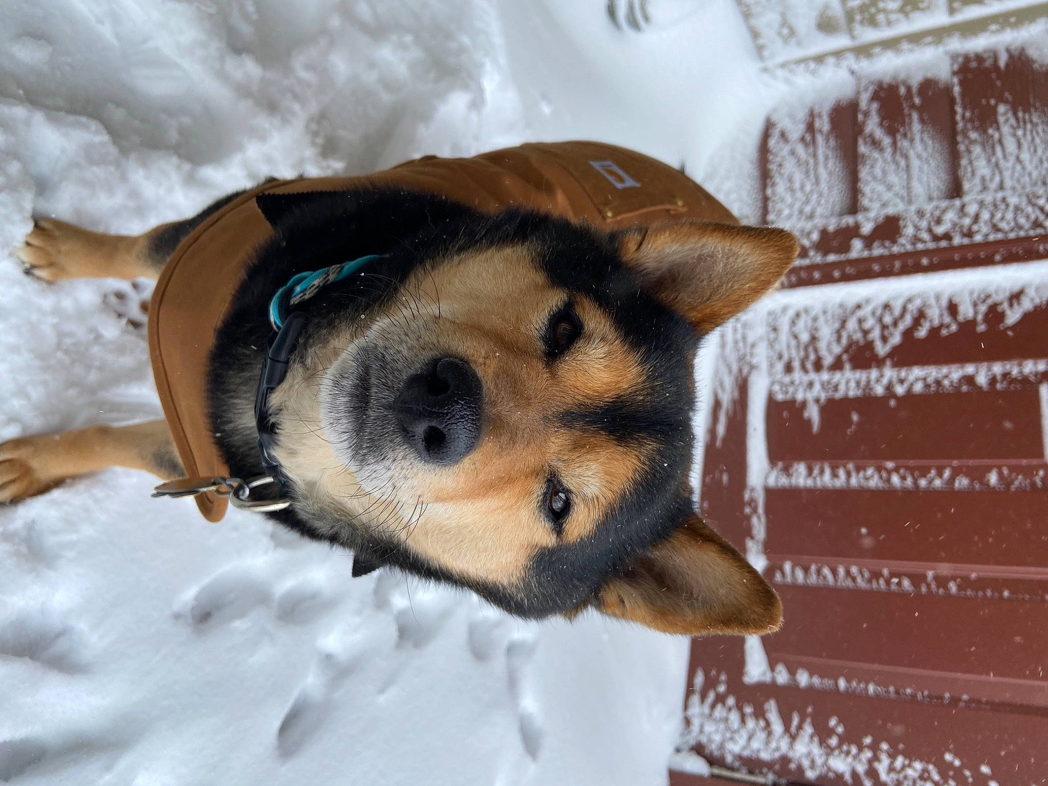 Smokey joined the competition — help win amazing prizes! canidae, carnivore, collar, companion_dog, dog, dog_breed, dog_clothes, dog_supply, fawn, freezing, fur, paw, pet_supply, snout, snow, terrestrial_animal, whiskers, winter, working_animal, working_dog
