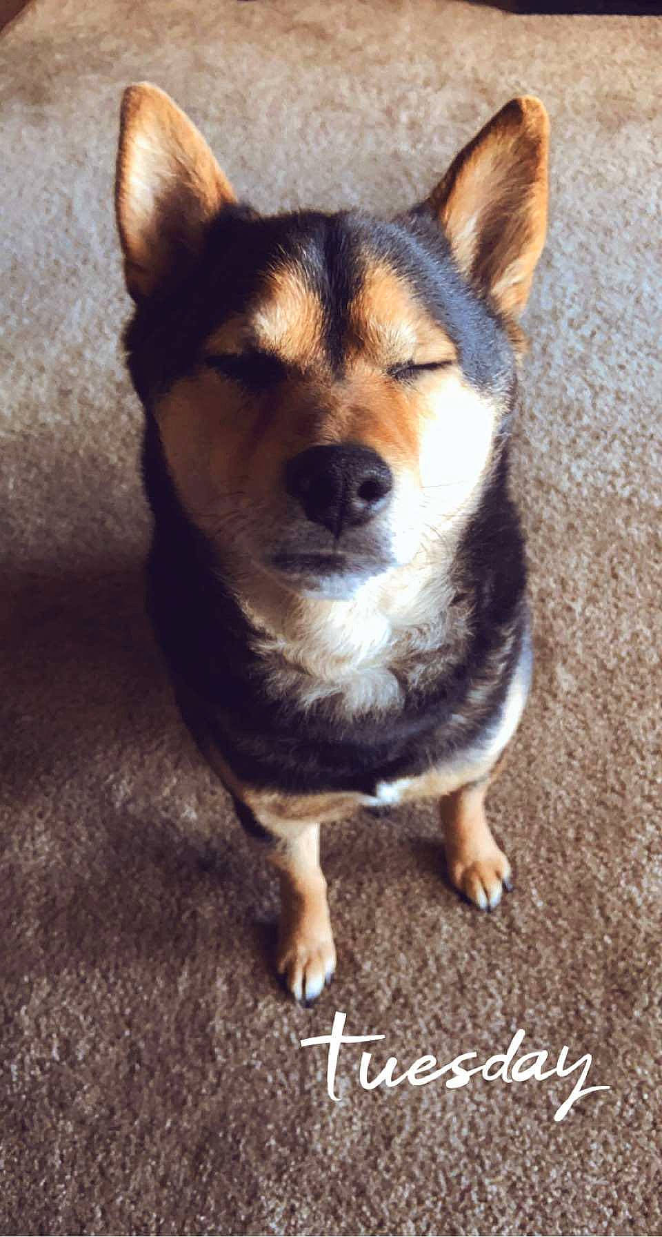 Smokey joined the competition — help win amazing prizes! ancient_dog_breeds, art, canidae, carnivore, companion_dog, corgi_chihuahua, dog, dog_breed, fawn, fur, herding_dog, non_sporting_group, snout, sporting_group, terrestrial_animal, welsh_corgi, whiskers, window, working_animal, working_dog