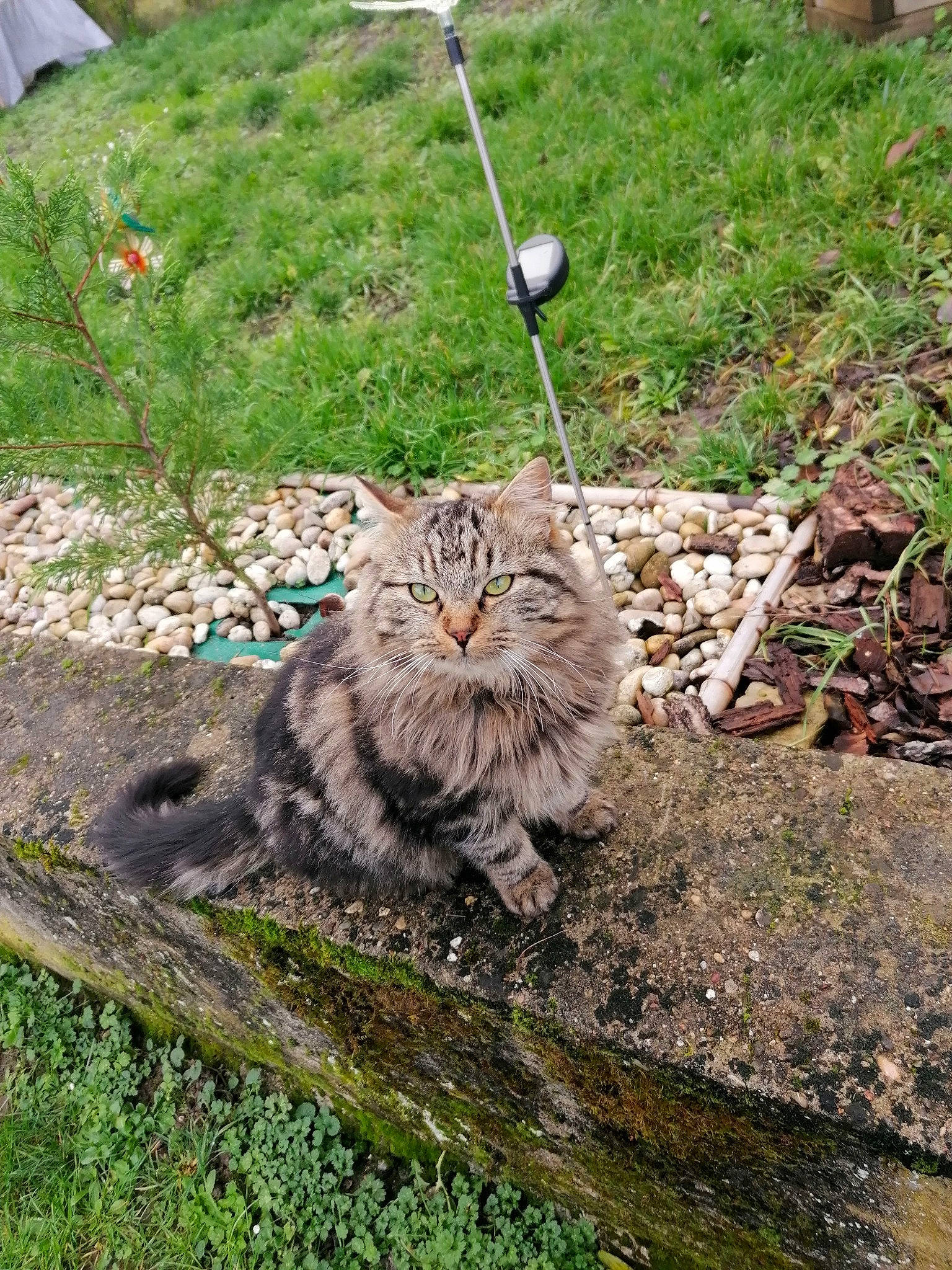 Flocon Et Plume a rejoint le concours — aidez-le/la à gagner de superbes lots ! british_longhair, carnivore, cat, domestic_short_haired_cat, felidae, fur, grass, groundcover, maine_coon, norwegian_forest_cat, plant, shrub, small_to_medium_sized_cats, snout, soil, tail, terrestrial_animal, tree, whiskers, wood