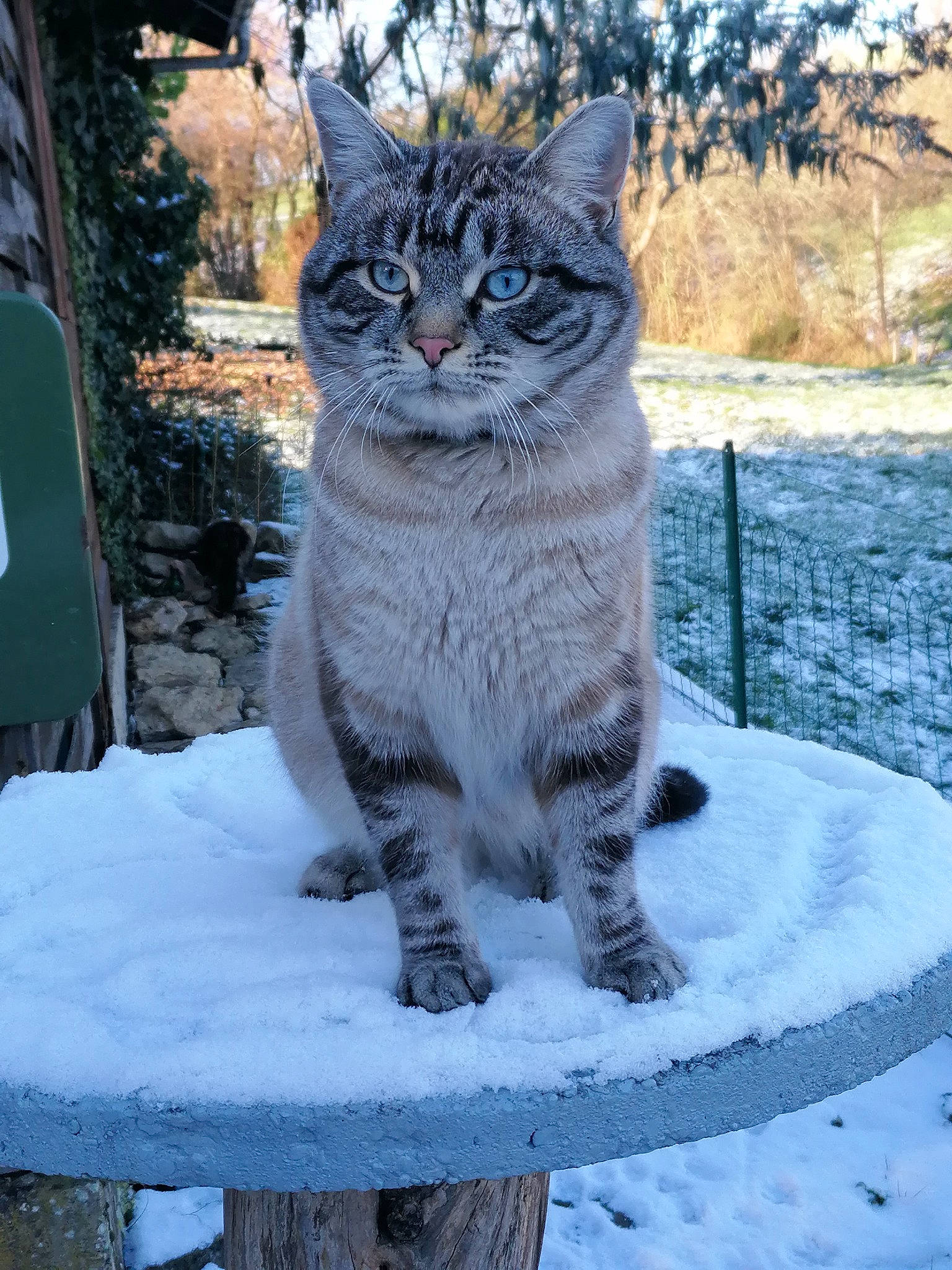 Flocon Et Plume participe au concours pour gagner de l'argent avec cette photo : bobcat, carnivore, cat, domestic_short_haired_cat, eye, felidae, freezing, fur, lynx, plant, precipitation, small_to_medium_sized_cats, snout, snow, tail, terrestrial_animal, tree, whiskers, wildlife, winter