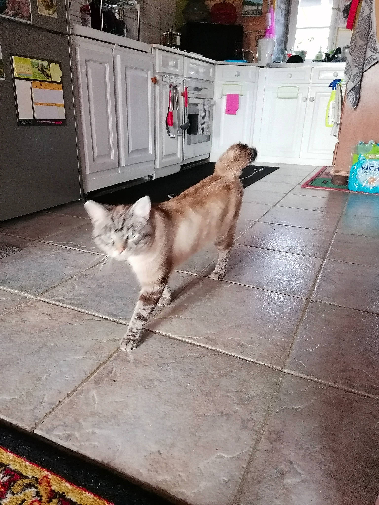 Flocon Et Plume a rejoint le concours — aidez-le/la à gagner de superbes lots ! carnivore, cat, companion_dog, dog, dog_breed, domestic_short_haired_cat, fawn, felidae, floor, flooring, fur, hardwood, road_surface, sidewalk, small_to_medium_sized_cats, snout, sporting_group, tail, whiskers, wood