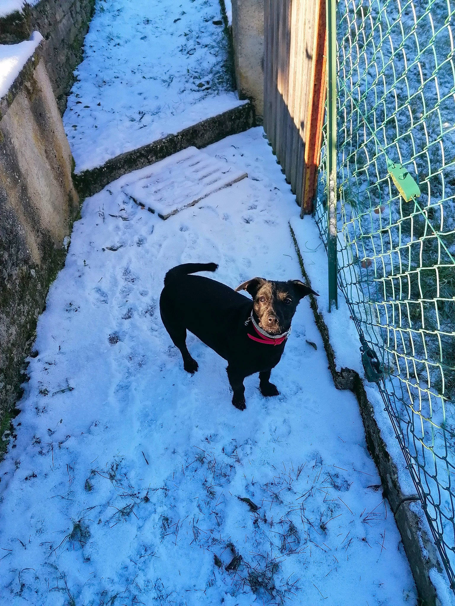 Fifi a rejoint le concours — aidez-le/la à gagner de superbes lots ! canidae, carnivore, dog, dog_breed, dog_supply, electric_blue, freezing, house, mesh, pet_supply, precipitation, road_surface, shadow, snout, snow, sporting_group, tail, tints_and_shades, winter, wire_fencing