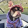 dog, french_bulldog, hat, clothing, purple_jacket, boat, lake, mountain, outdoor, pet, animal, water, nature, scenic, canine, cute, portrait, fur, ears, leash