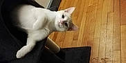 Olaf a rejoint le concours — aidez-le/la à gagner de superbes lots ! cat, white_cat, indoor, cat_tree, wooden_floor, pet, animal, curious, feline, cozy, looking, fur, ears, paw, resting, home, domestic, cute, playful, sitting