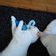 Olaf participe au concours pour gagner de l'argent avec cette photo : cat, white_cat, plush_toy, blue_toy, carpet, wooden_floor, pillow, pet, animal, indoor, playful, lying_down, fur, whiskers, cute, soft_toy, domestic_cat, floor, resting, bite