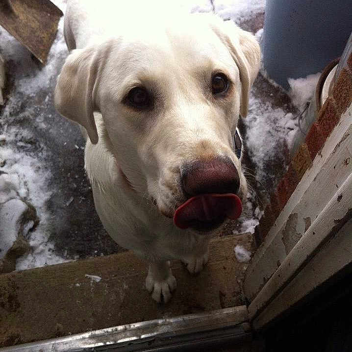 Sarge
