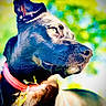 dog, black_dog, collar, pet, animal, canine, outdoor, sunlight, portrait, close_up, bokeh, nature, greenery, bright, fur, ears, whiskers, leash, looking_away, daytime