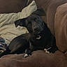 Andie is registered to the contest to win money with this photo: dog, black_dog, couch, indoor, pet, canine, fur, white_markings, head_tilt, relaxed, domestic_animal, paw, companion, animal_portrait, brown_couch, cozy, curious, laying_down, household, friendly